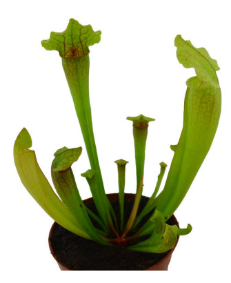 Sarracenia (carnivora)