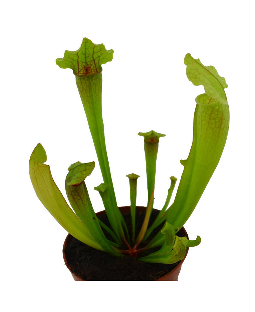 Sarracenia (carnivora)