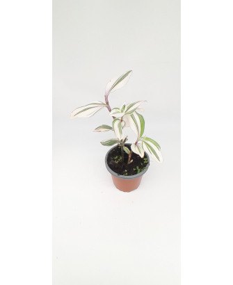 Tradescantia verde y blanca "tenderness"