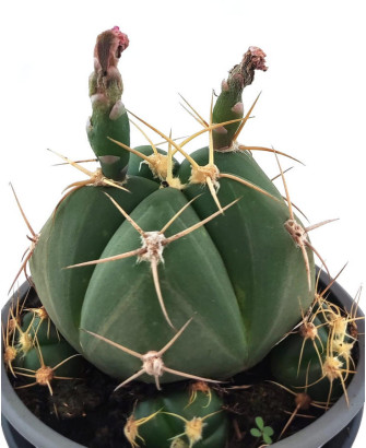 Astrophythum Capricorne