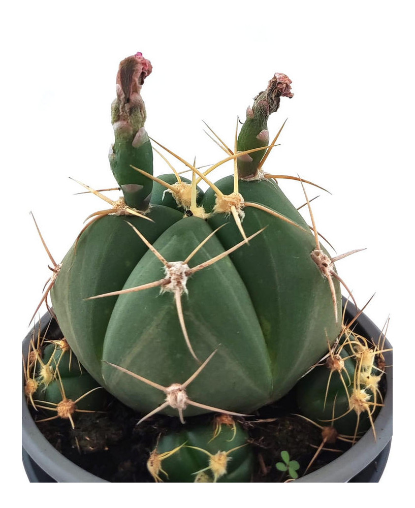 Astrophythum Capricorne