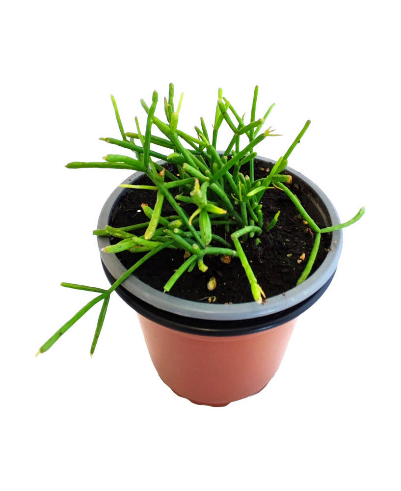 Cactus Muérdago