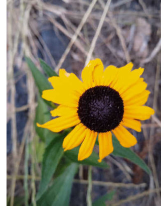 Rubdekia alta flor amarilla