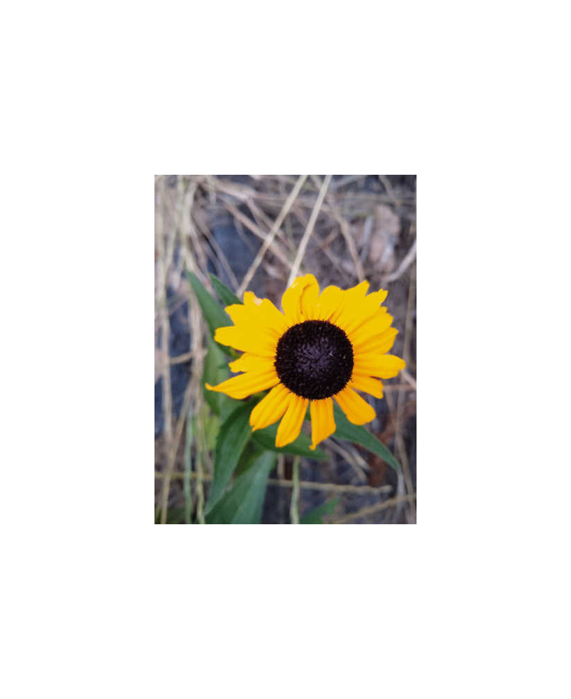 Rubdekia alta flor amarilla