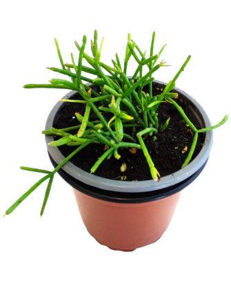 Cactus Muérdago