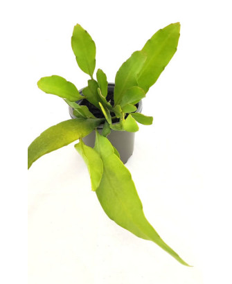 Cactus orquídea