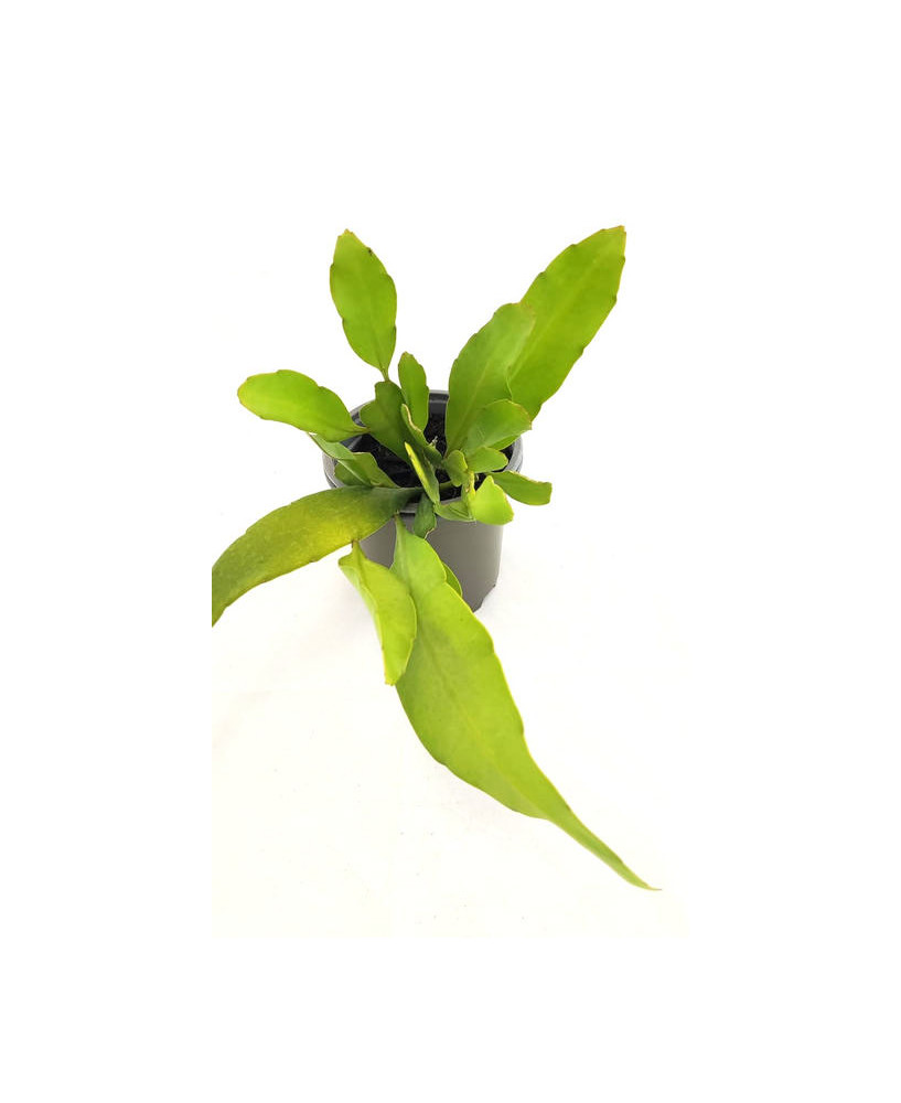 Cactus orquídea