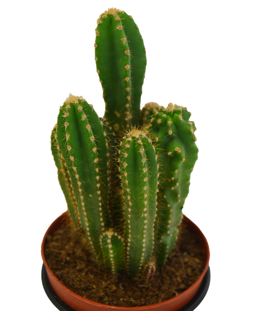 Cereus Jamacaru (Fruto Comestible)