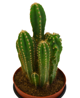 Cereus Jamacaru (Fruto Comestible)
