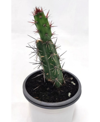 Cereus Jamacarus (Fruto Comestible)