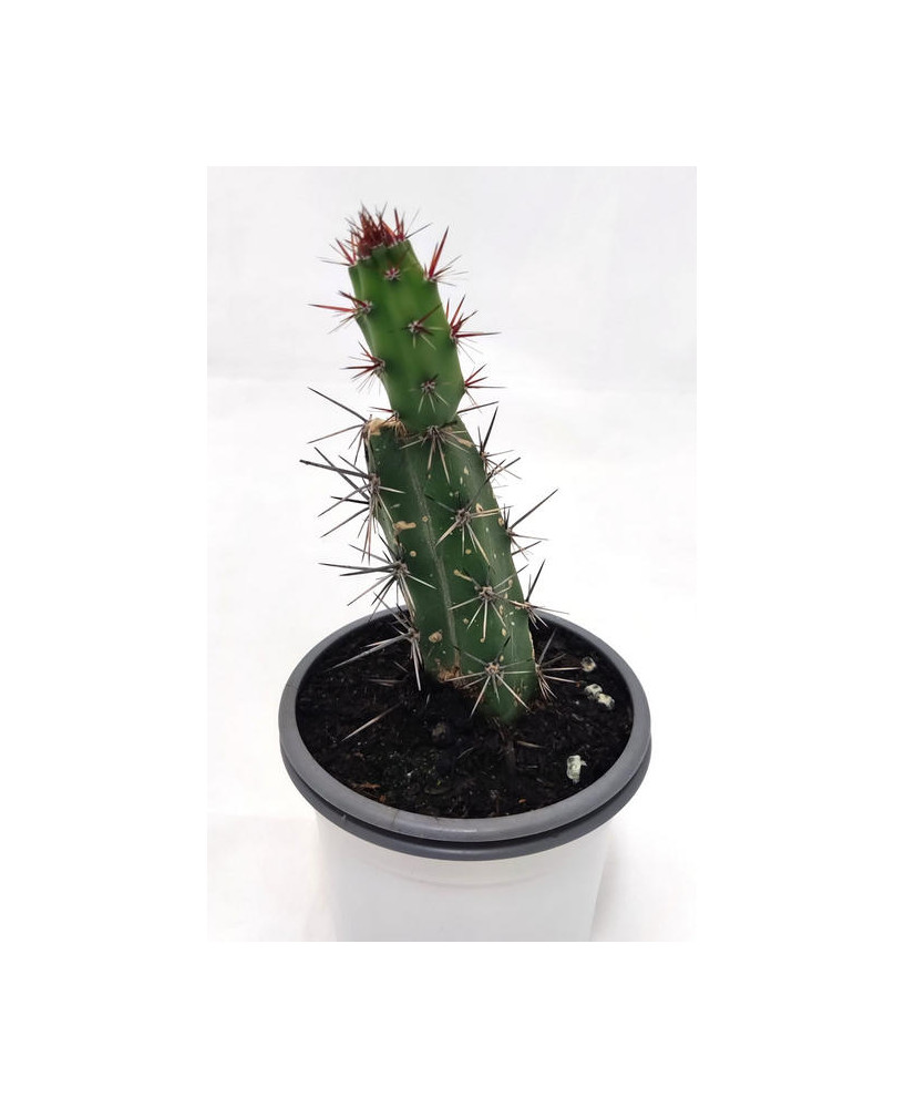 Cereus Jamacarus (Fruto Comestible)