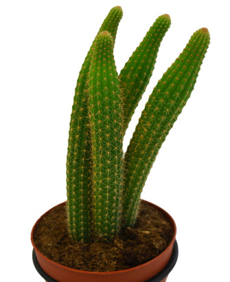 Echinopsis spachiana