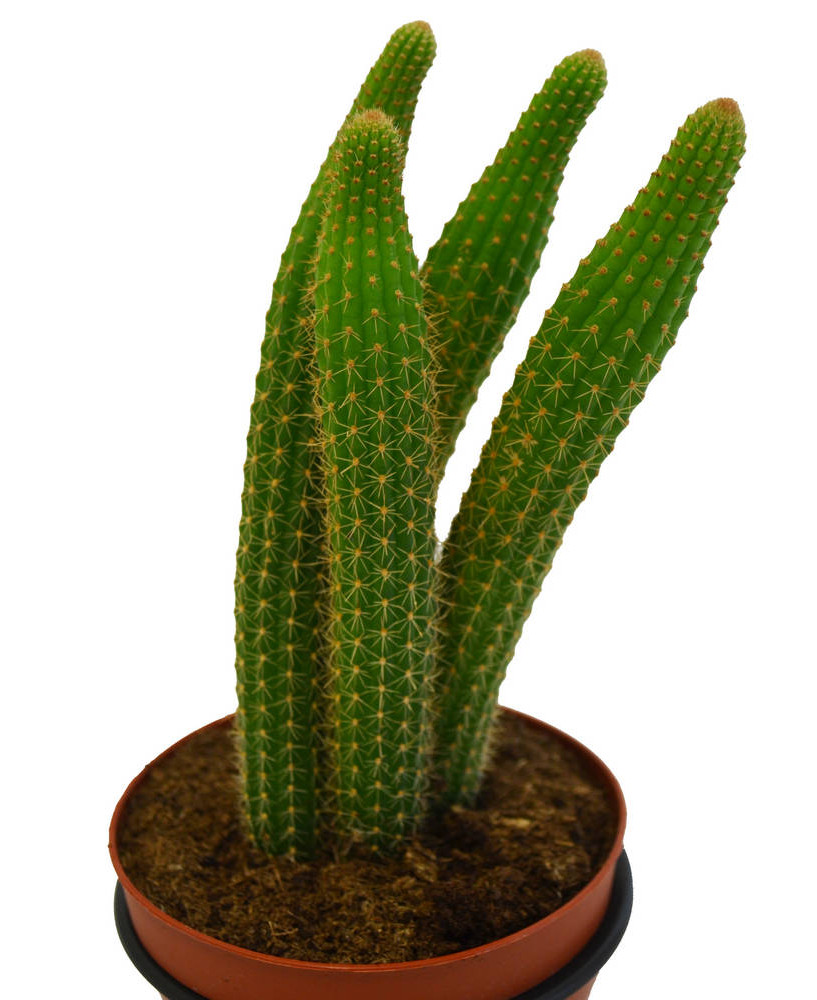 Echinopsis spachiana