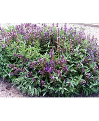 Salvia