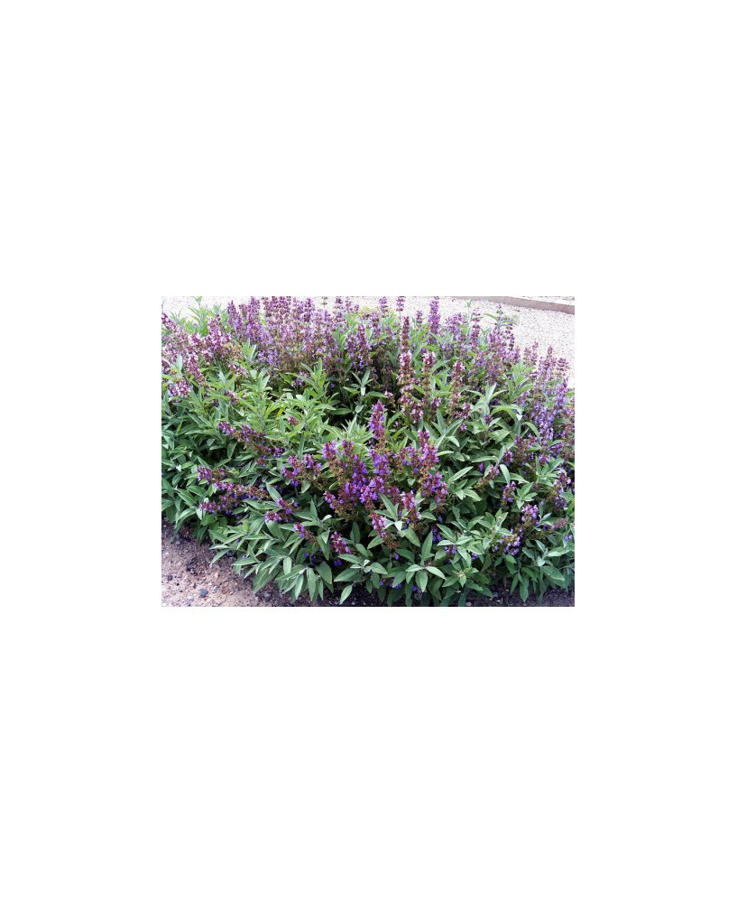 Salvia