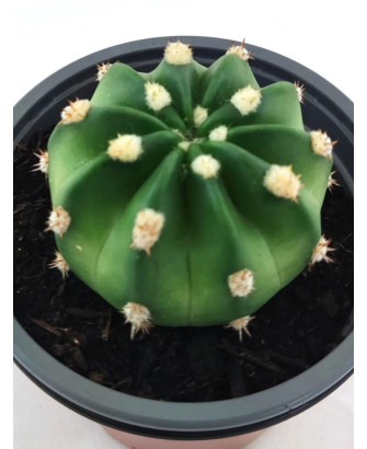 Echinopsis Subdesnudata