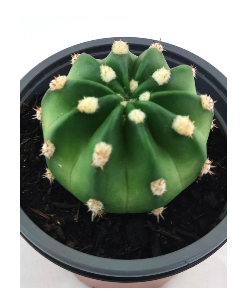 Echinopsis Subdesnudata