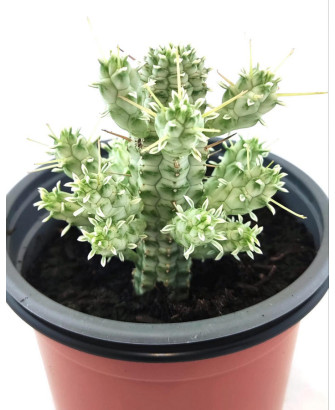Euphorbia Espiralis Yemen