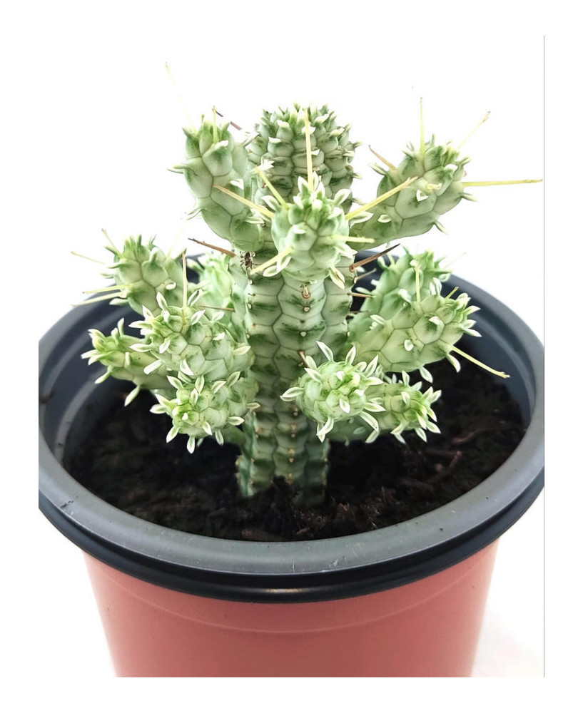 Euphorbia Espiralis Yemen