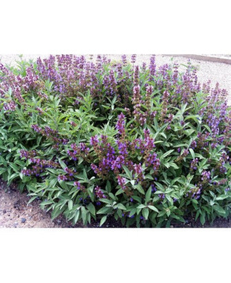 Salvia, 25gr