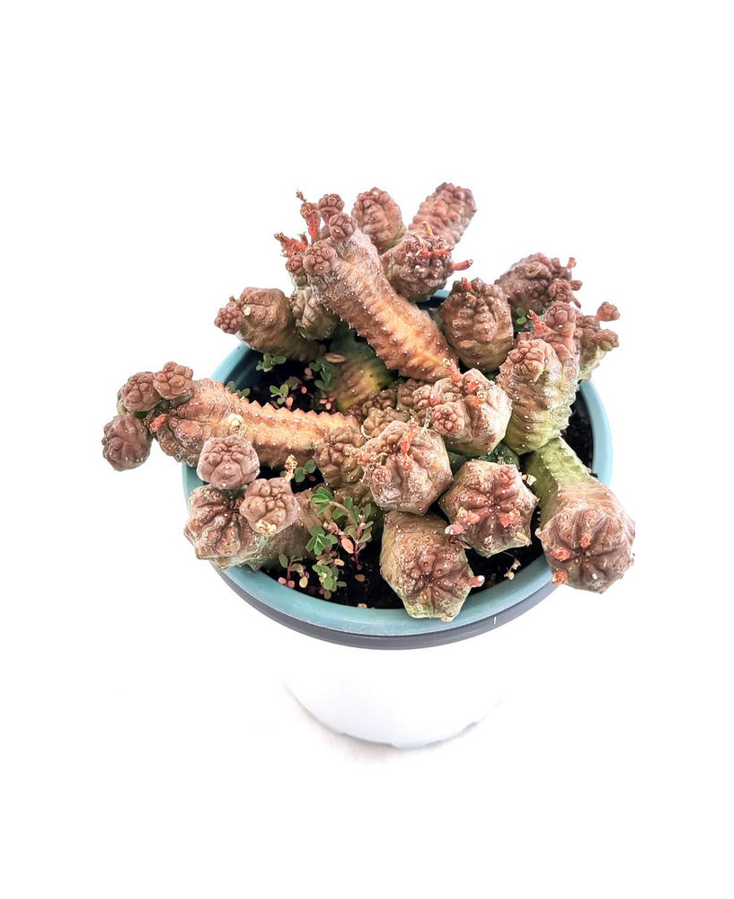Euphorbia Pseudoglobosa