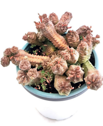 Euphorbia Pseudoglobosa