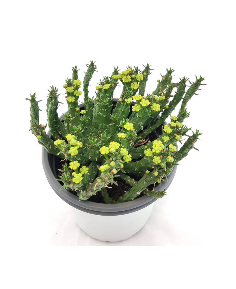 Euphorbia Punguiformis
