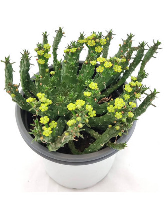 Euphorbia Punguiformis