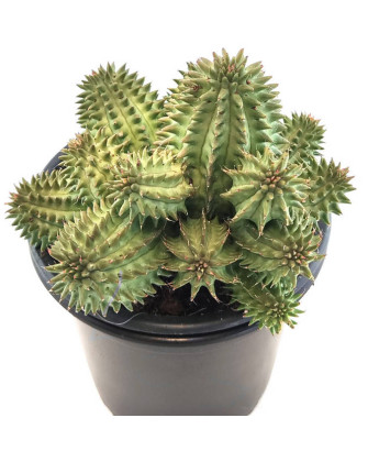 Euphorbia Susannae