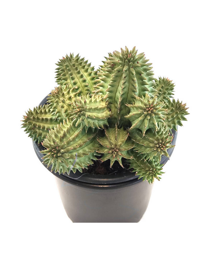 Euphorbia Susannae