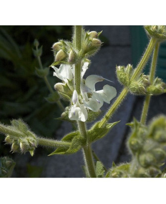 Salvia blanca