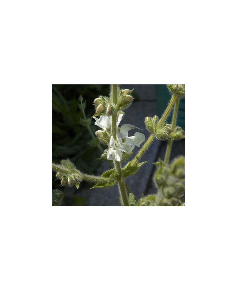 Salvia blanca