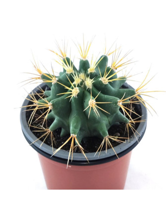 Ferocactus Echidne