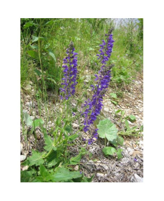 Salvia de los prados