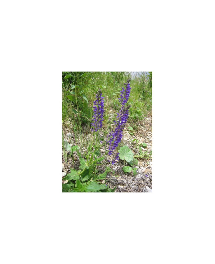 Salvia de los prados