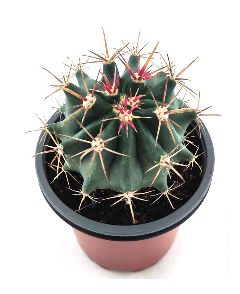 Ferocactus Emoryi
