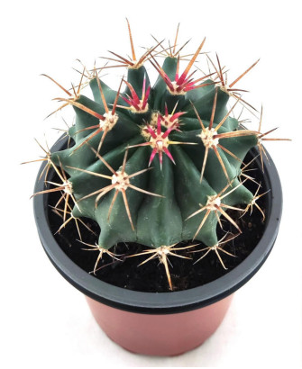 Ferocactus Emoryi