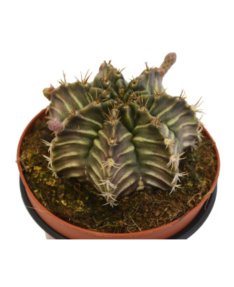 Gymnocalycium Mihanovichii