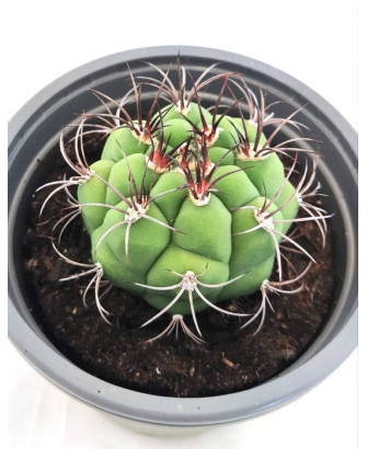 Gymnocalycium Pflanzic