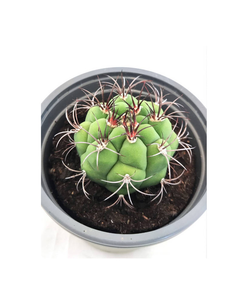 Gymnocalycium Pflanzic