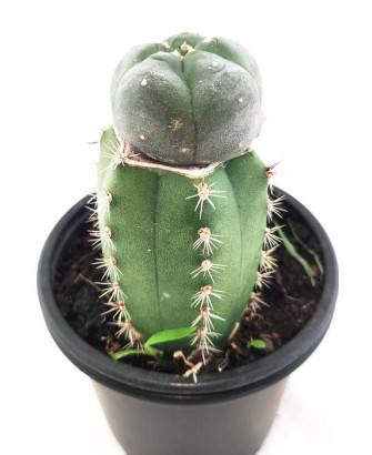 Injerto de Peyote con Sant Pedro