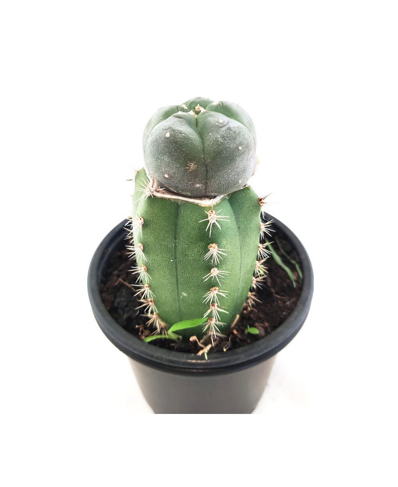 Injerto de Peyote con Sant Pedro