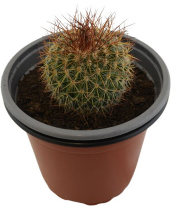 Mamillaria Spinosissima