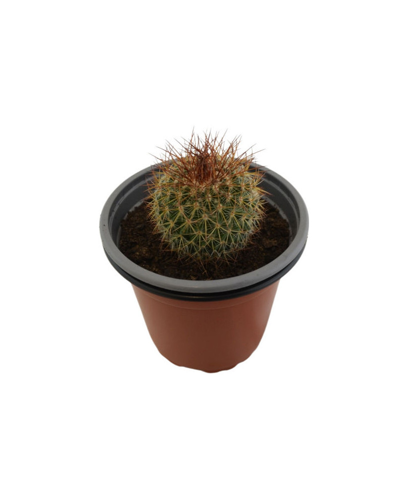 Mamillaria Spinosissima