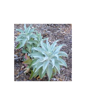 Salvia incienso, 25gr