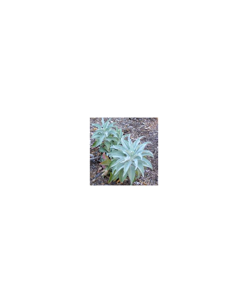 Salvia incienso, 25gr