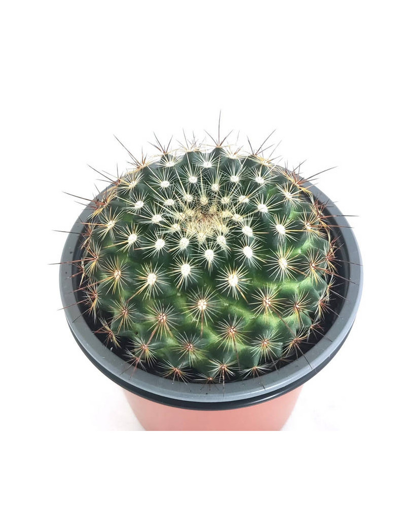 Mammillaria 1