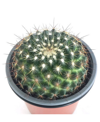 Mammillaria 1