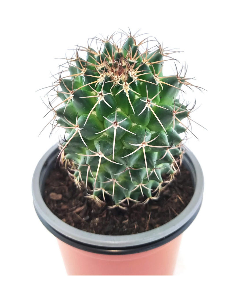 Mammillaria 2