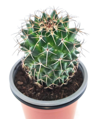 Mammillaria 2